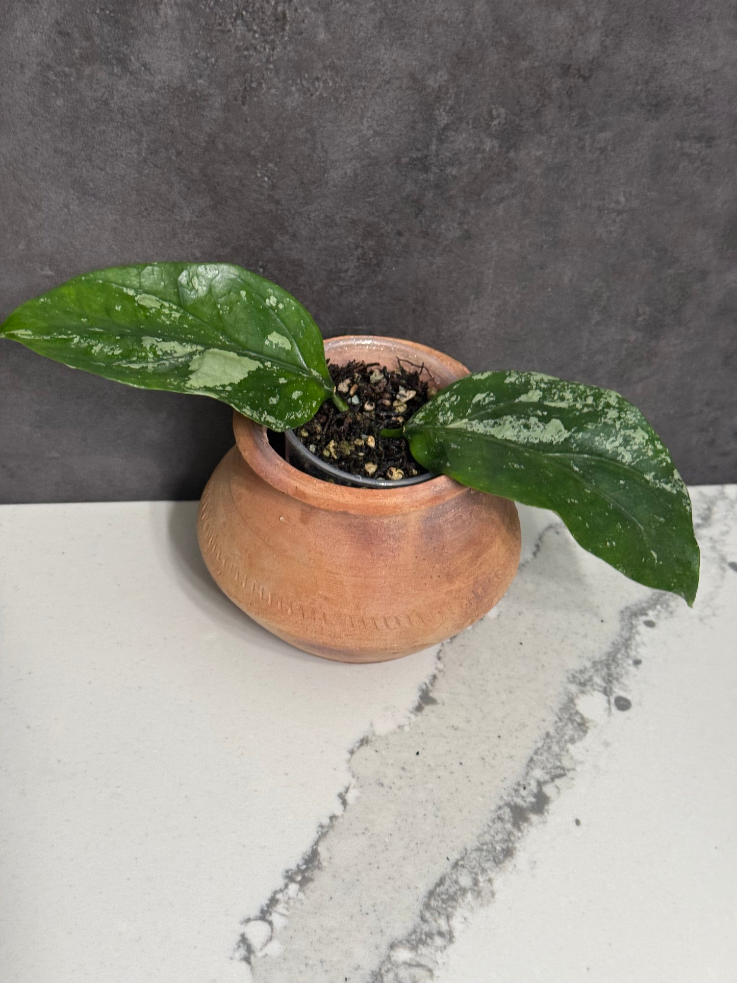Hoya Coriacea Splash