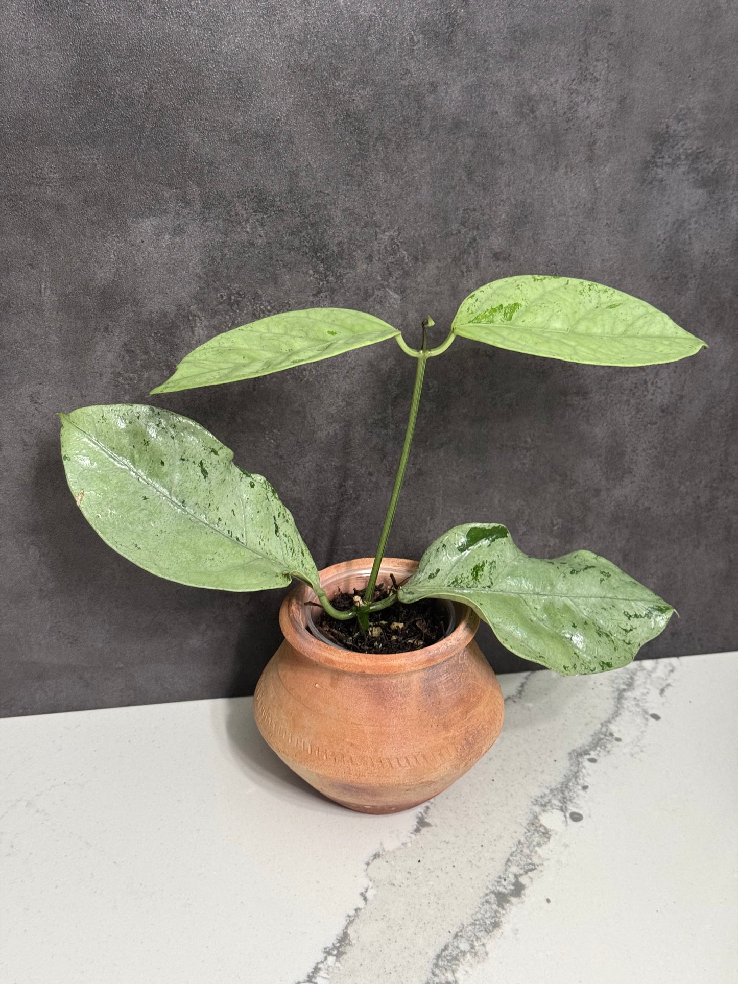 Hoya Coriacea Silver