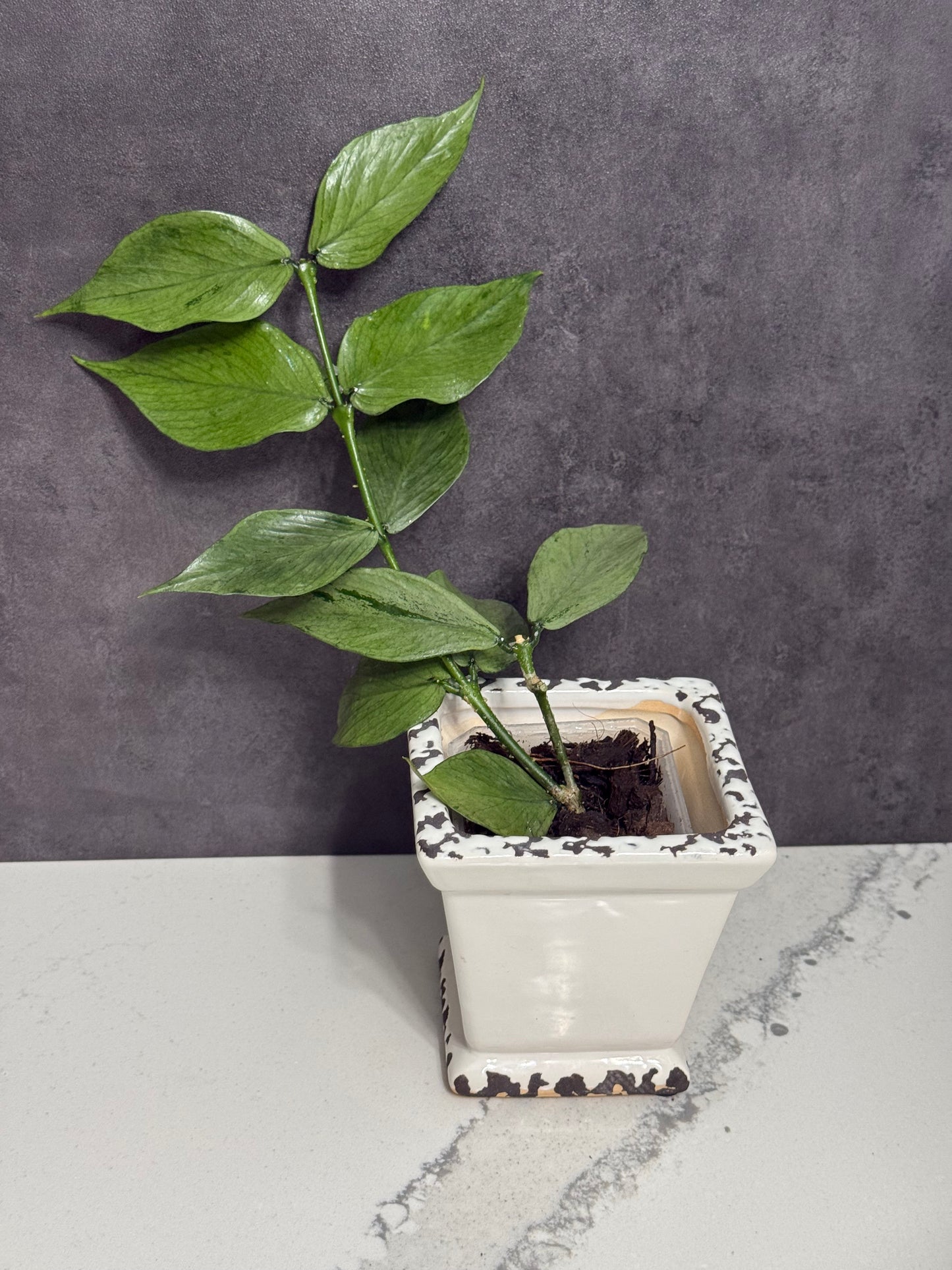 Hoya Polyneura Silver