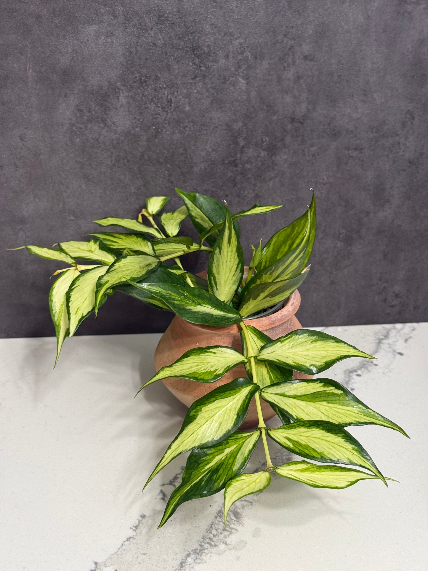 Hoya Polyneura Inner Variegated