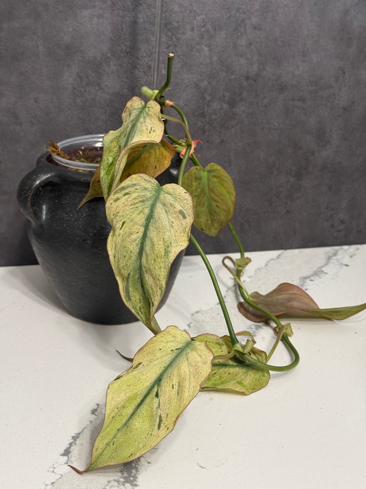 Philodendron Micans mint variegated