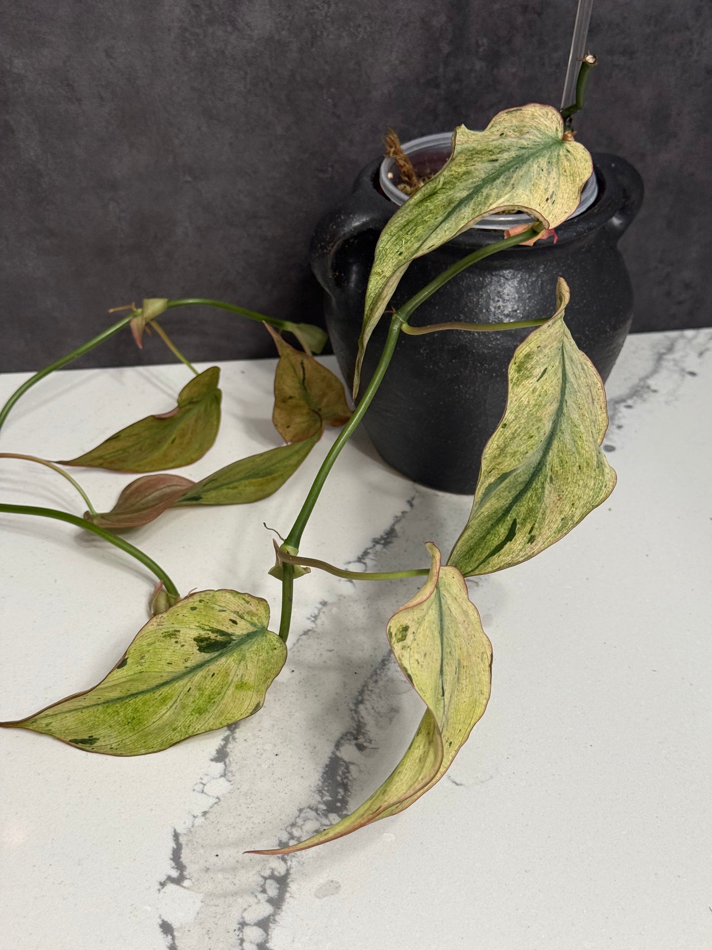 Philodendron Micans mint variegated