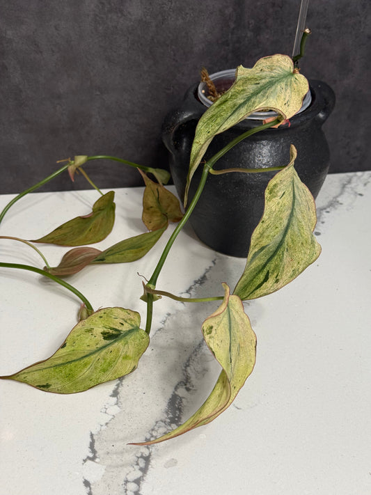 Philodendron Micans mint variegated