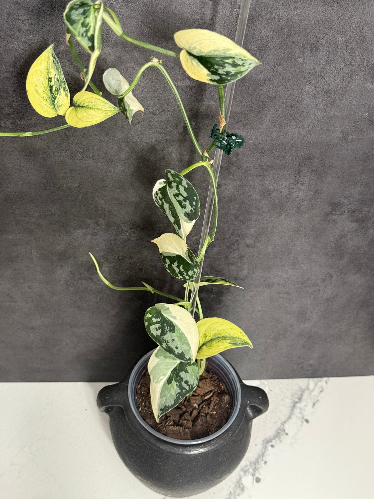Scindapsus Mayari