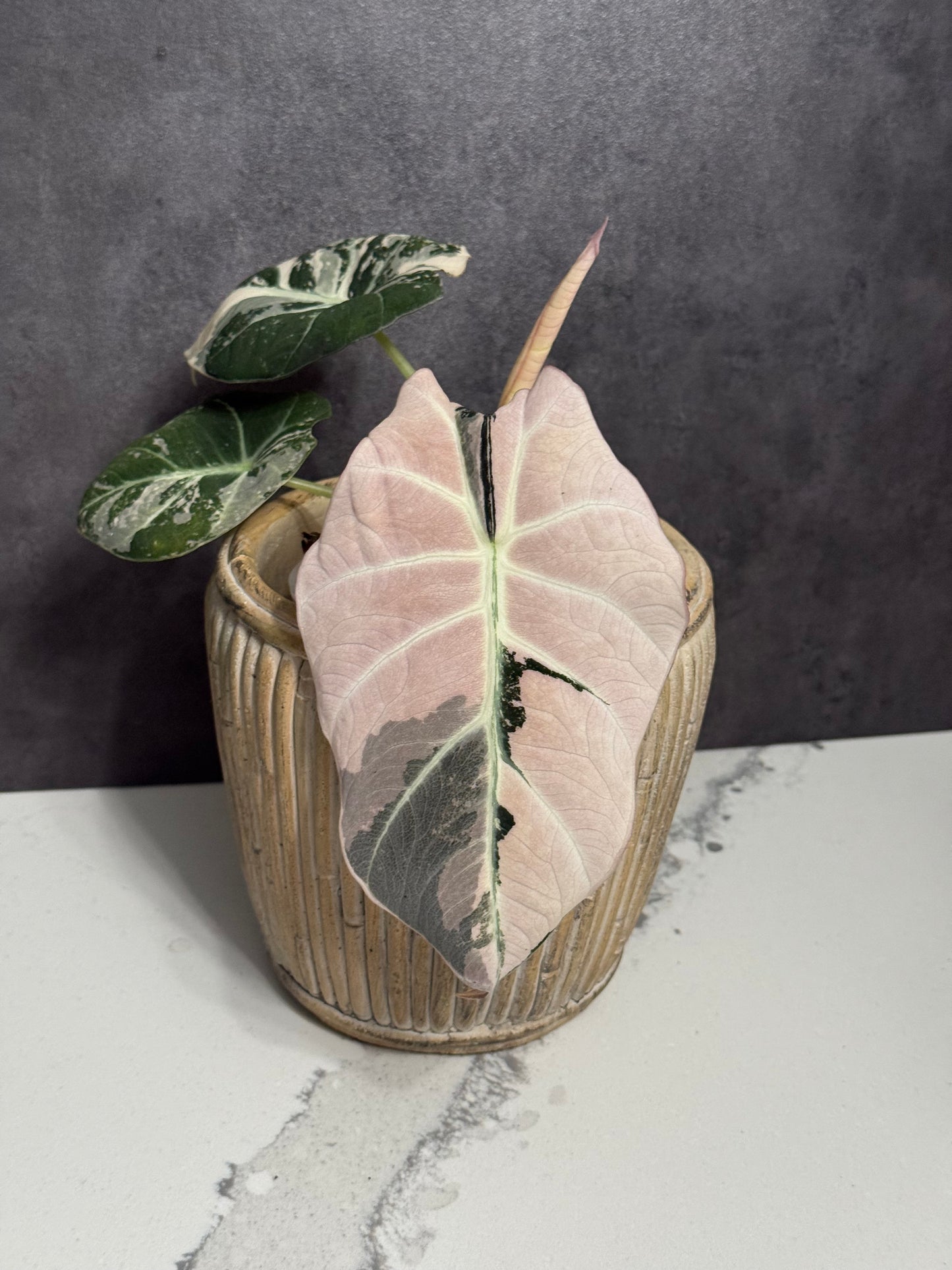 Alocasia Black Velvet Pink Variegated - Corming Size