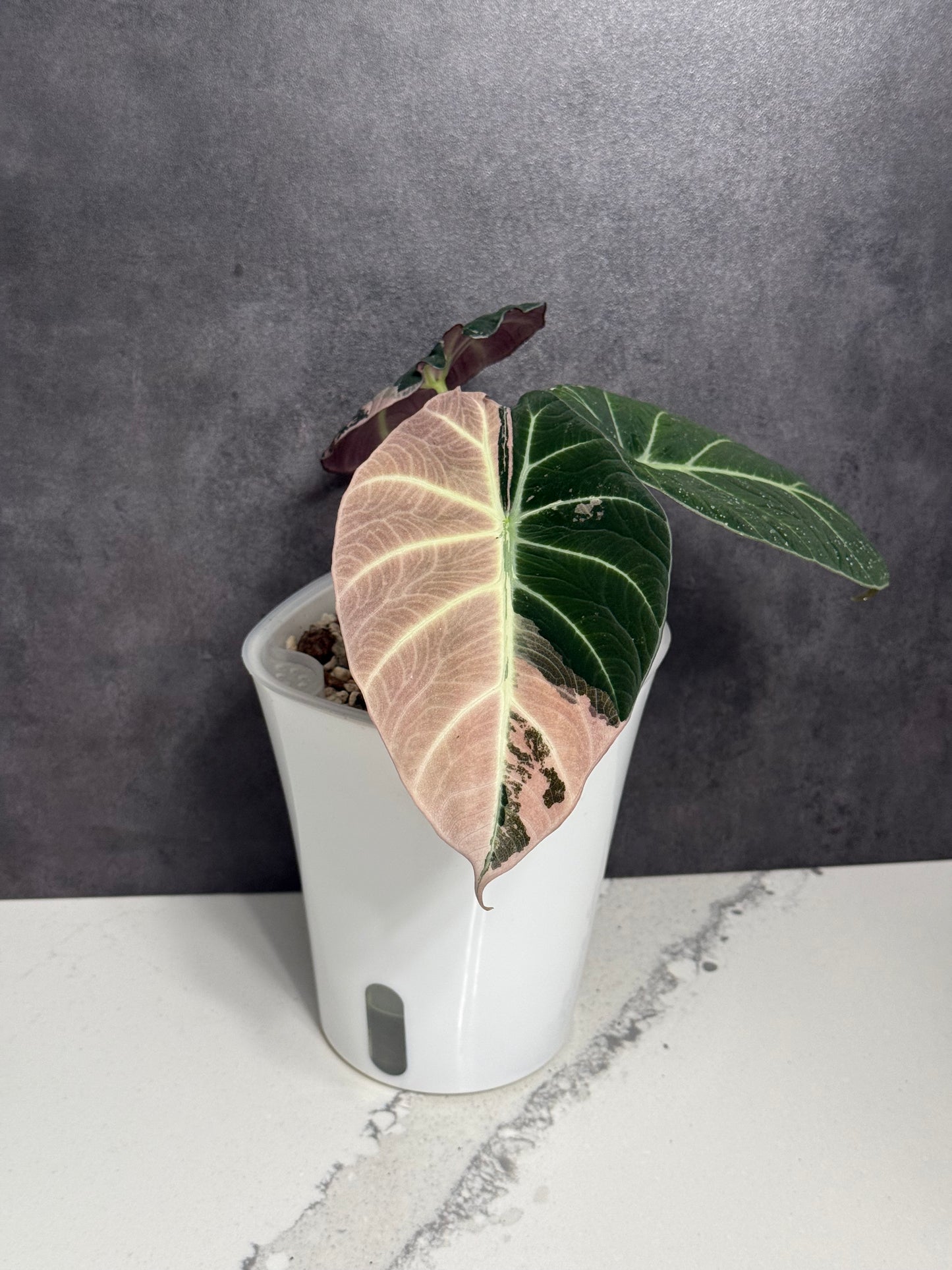 Alocasia Black Velvet Pink Variegated - Corming Size