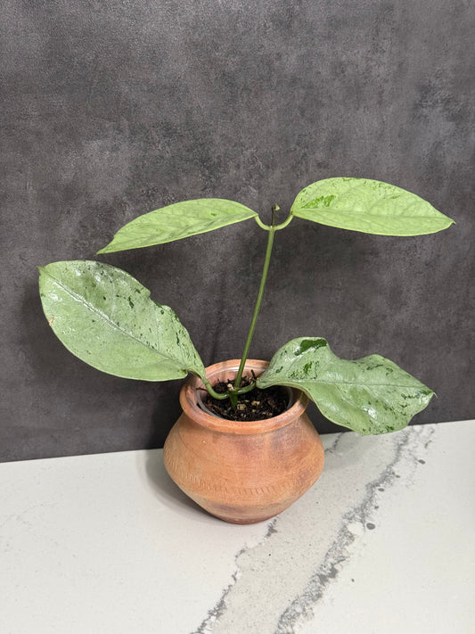 Hoya Coriacea Silver