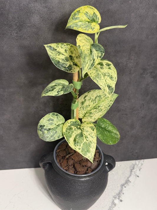 Scindapsus Halimoon