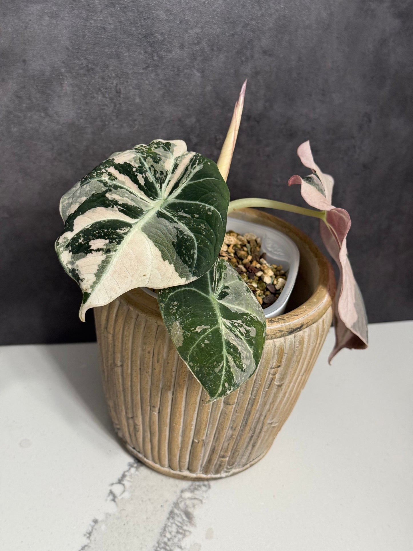Alocasia Black Velvet Pink Variegated - Corming Size