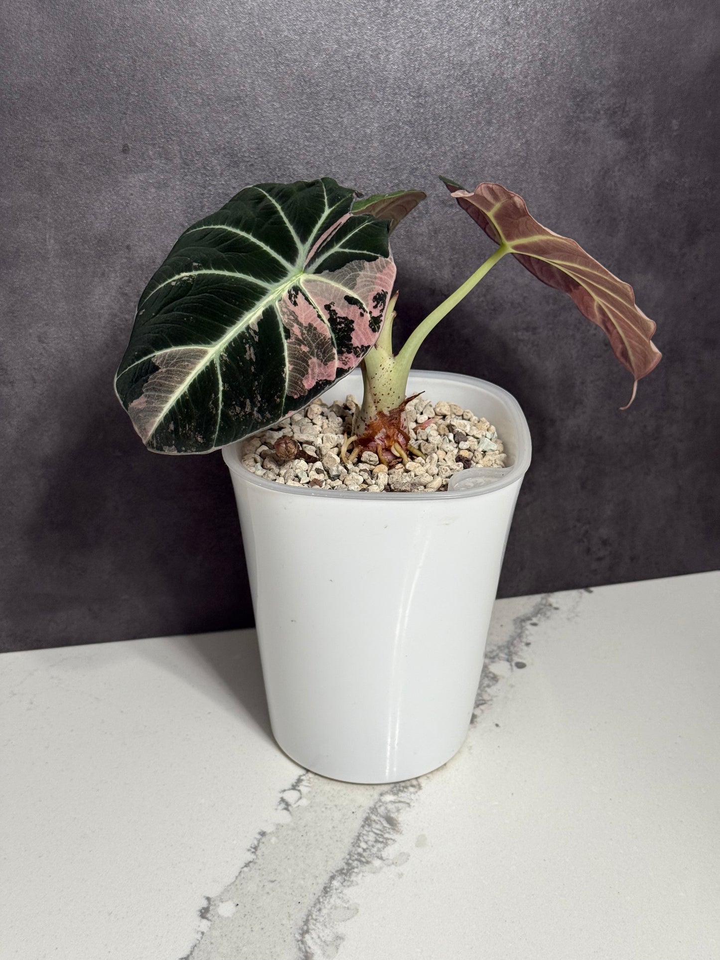Alocasia Black Velvet Pink Variegated - Corming Size