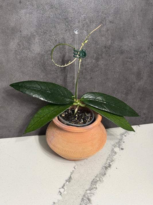 Dischidia Acutifolia